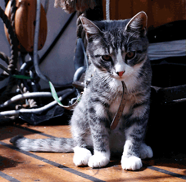 Bild Katt